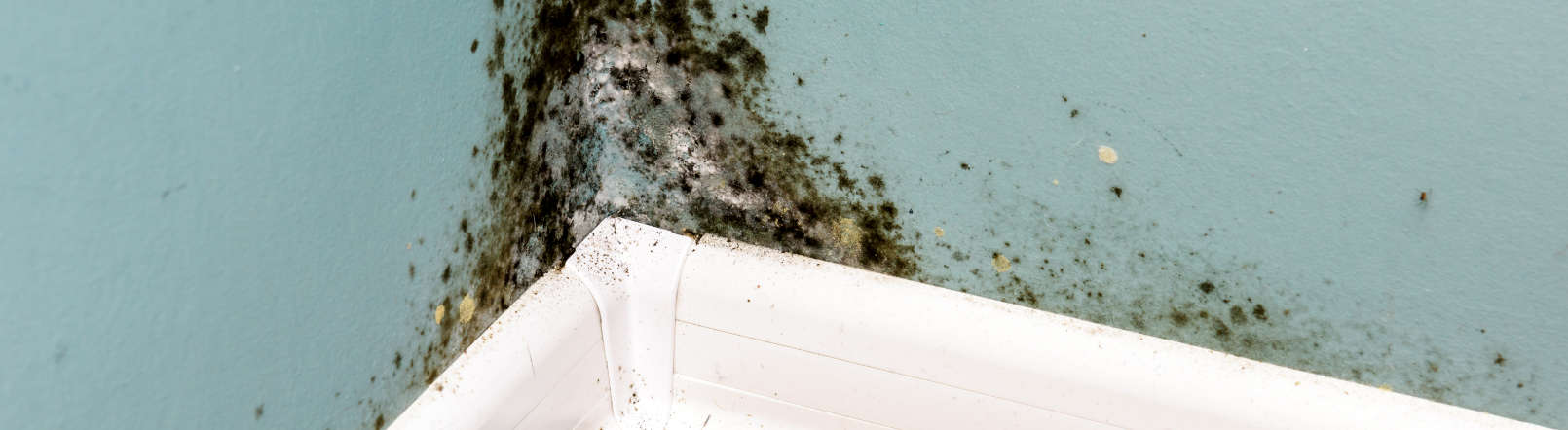 Mold Cleanup FAQs